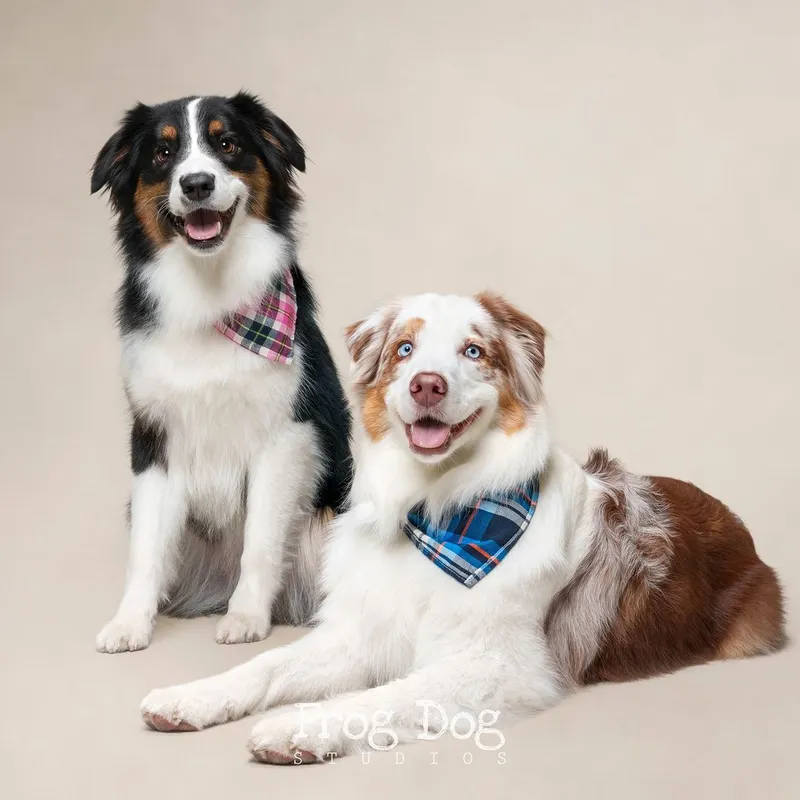 A Pet Photographer Captures Adorable Portraits of Elderly Dogs Showcasing Their Mature Personalities