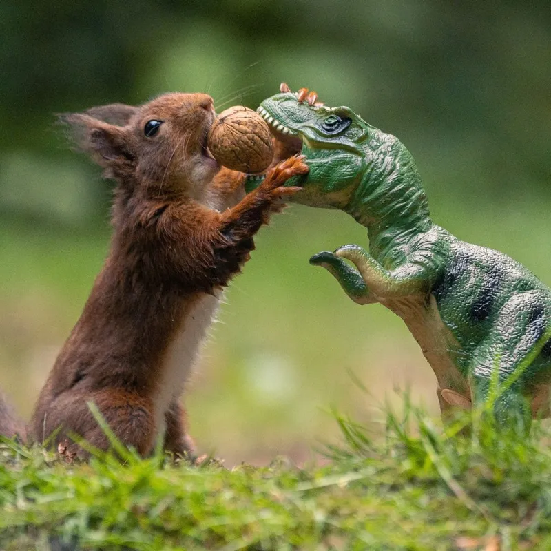 Adorable squirrel photography