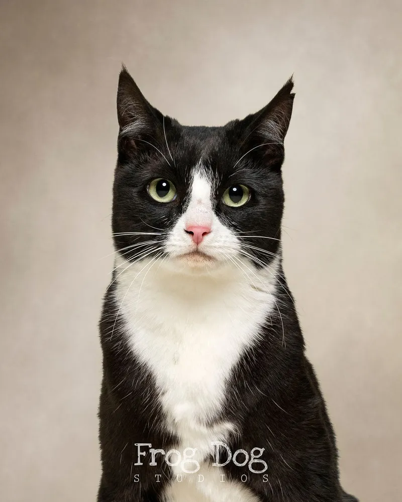 Affectionate pet snapshots