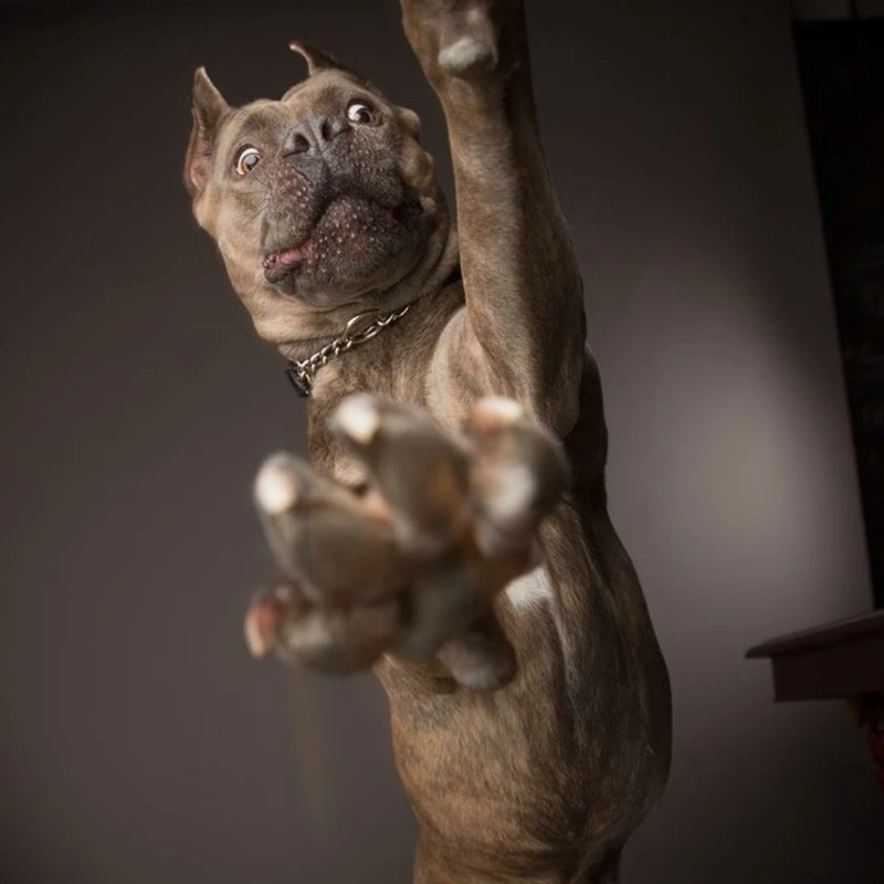 Amusing dog photography