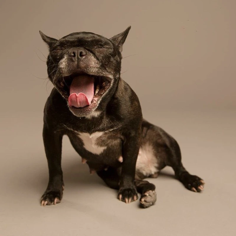 Amusing pet photography