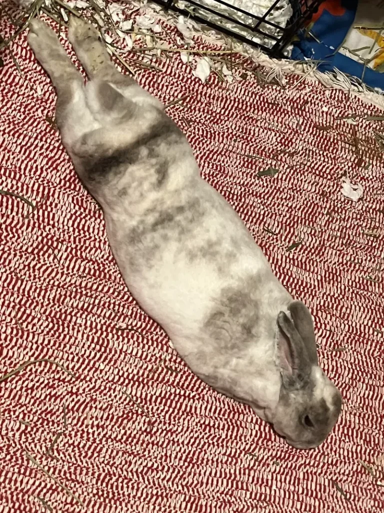Animal Sploot