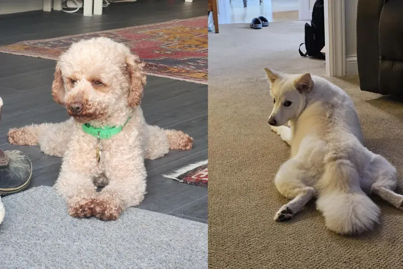 Animals Went To Sploot Is Not Just A Position It Generates A Wow Look!