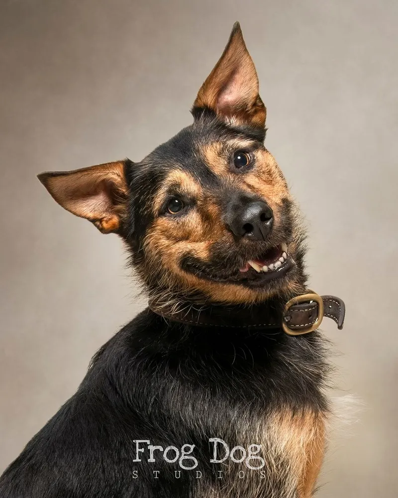 Captivating pet photography