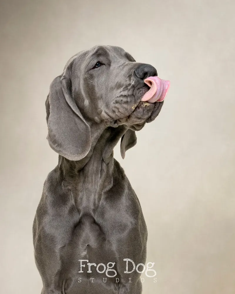 Charming pet portraits