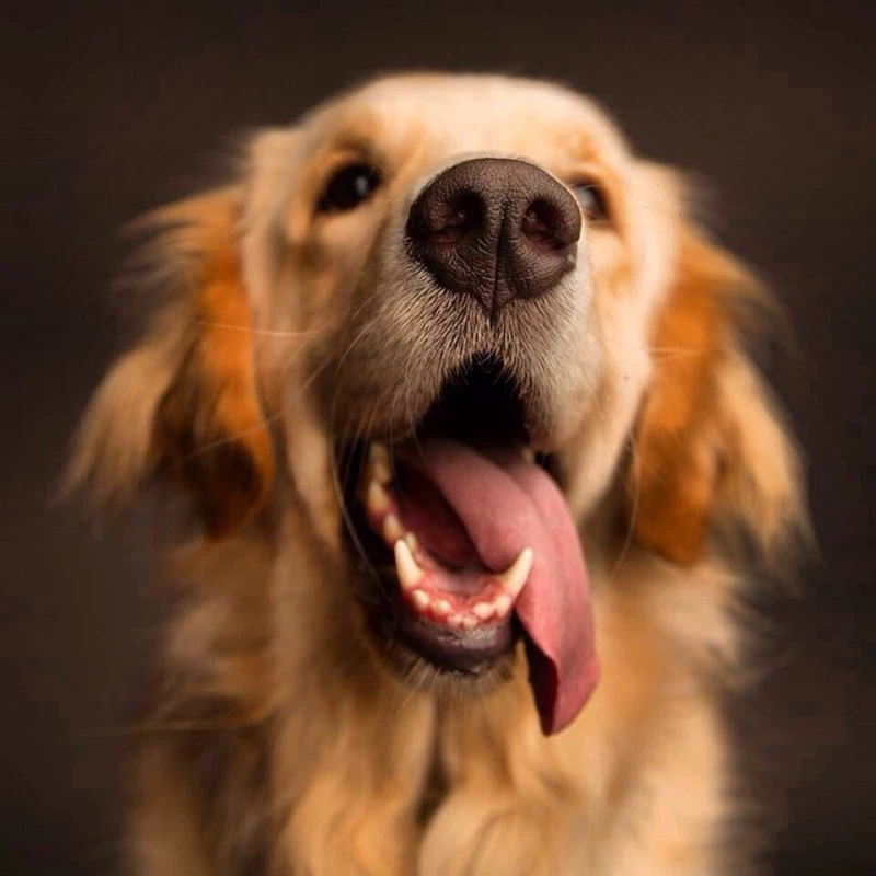 Cheeky canine snapshots