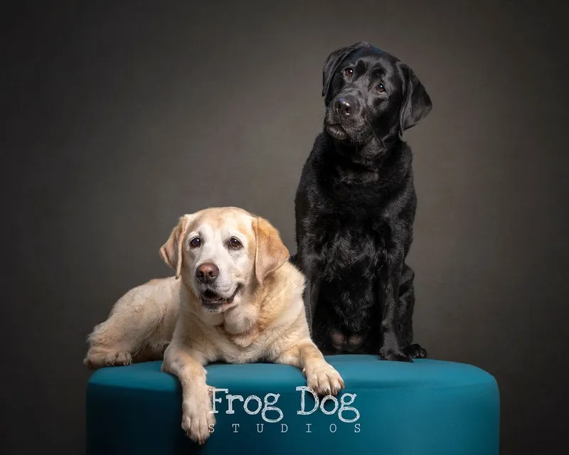 Cherished pet memories