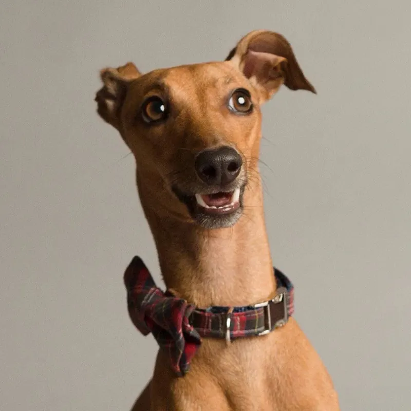 Chuckle-worthy dog photos