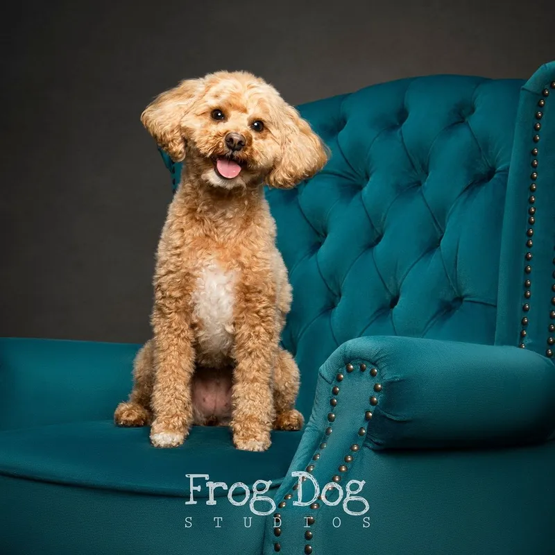 Cute dog photography