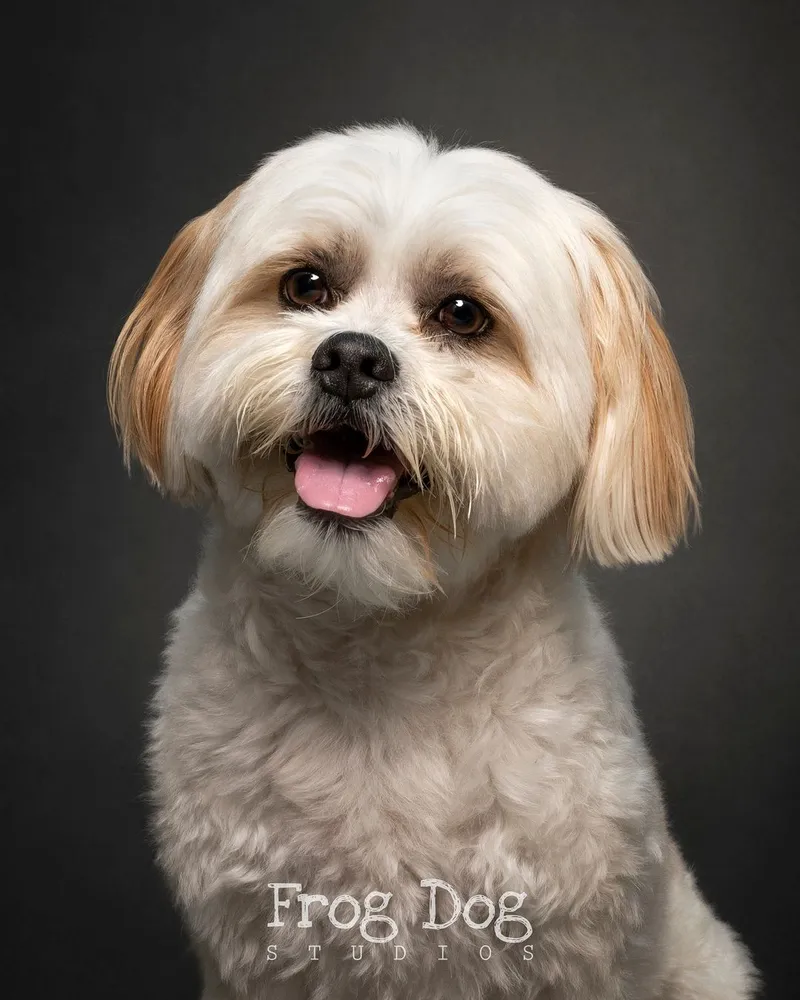 Delightful puppy photos