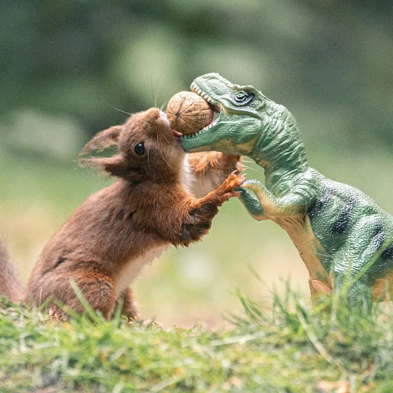 Enchanting squirrel series