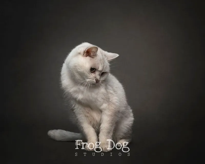 Endearing canine photographs