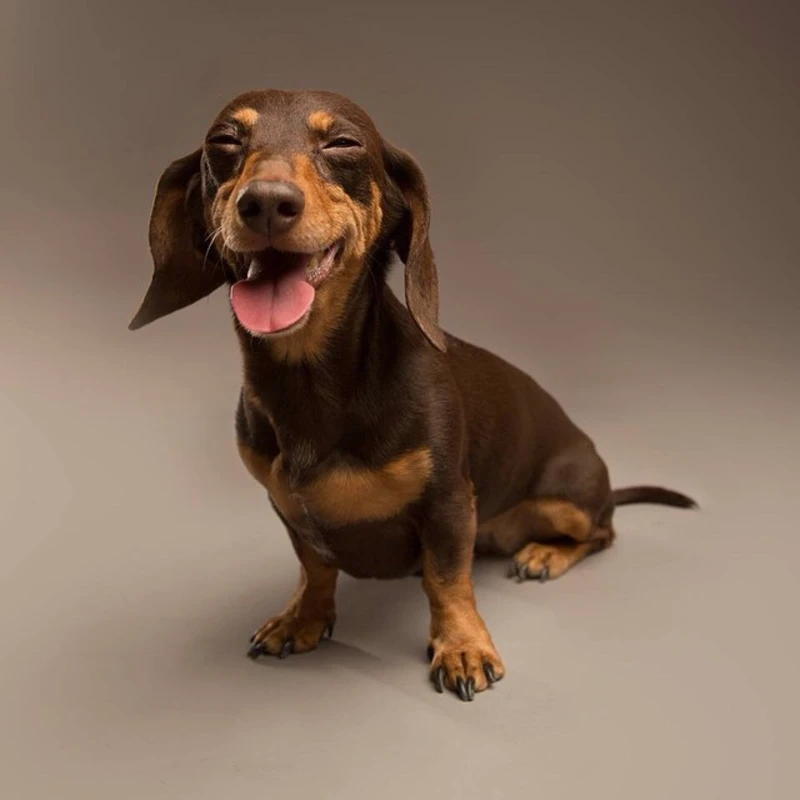 Entertaining doggie images