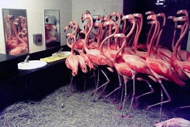 Flamingo Bathroom Refuge
