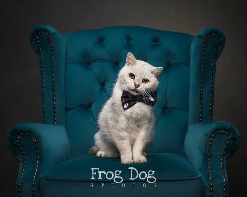 Heartwarming dog images