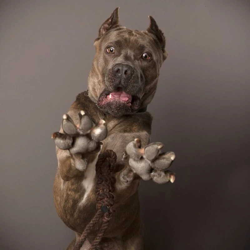 Hilarious canine portraits