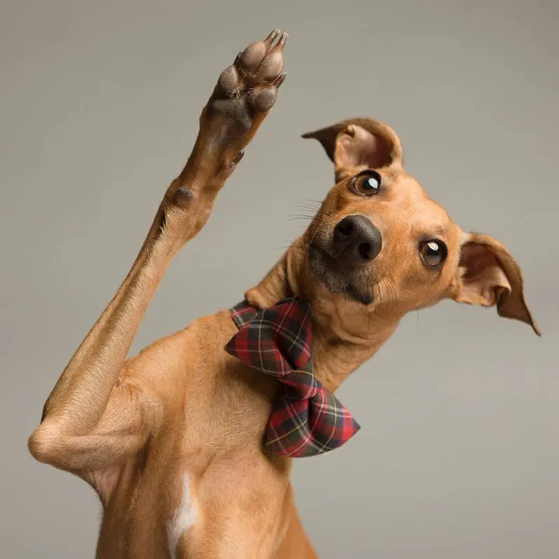 Humorous puppy portraits