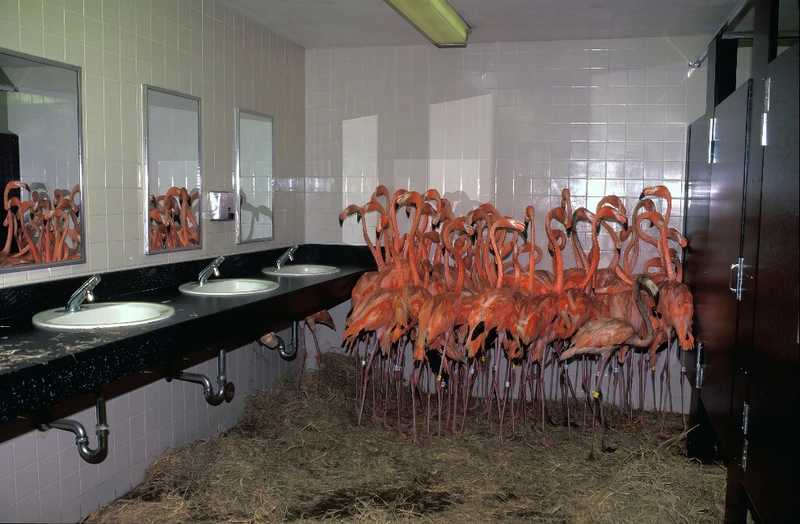 Hurricane Flamingo Protection