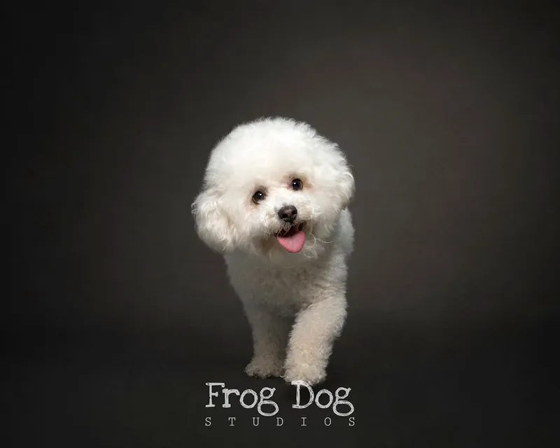 Irresistible furry friend portraits