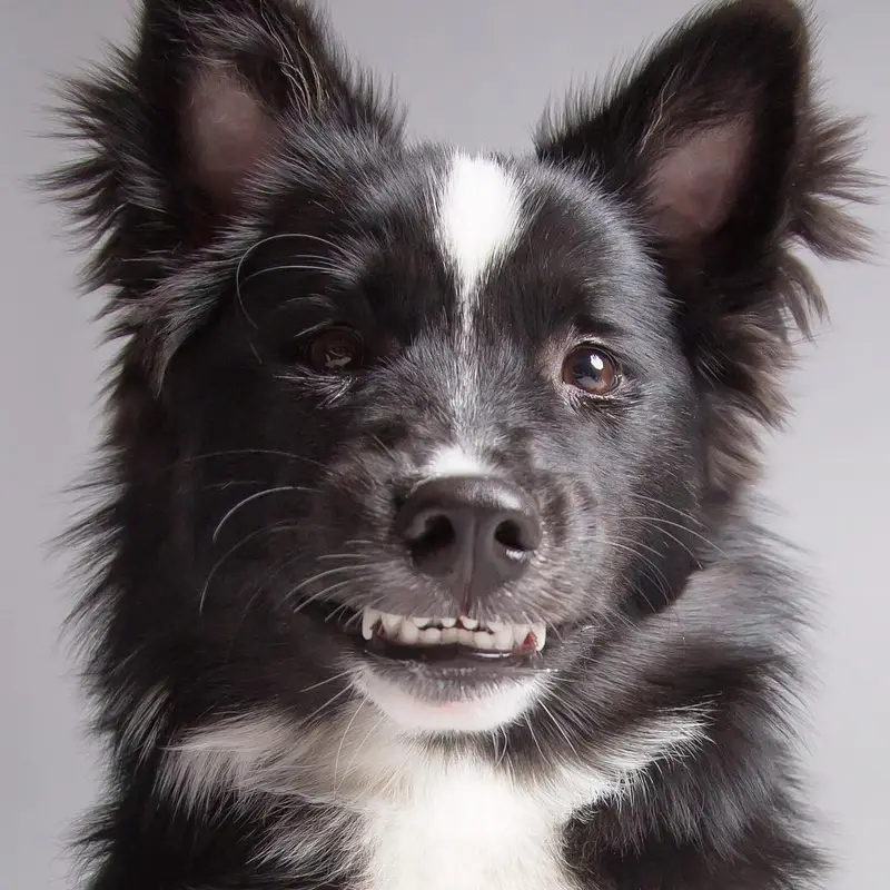 Kevin Sarasom Captures Funny Dog Portraits