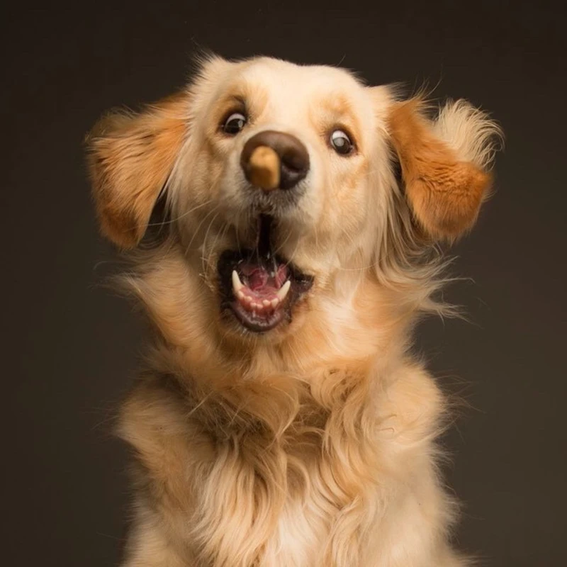 Laugh-inducing dog captures