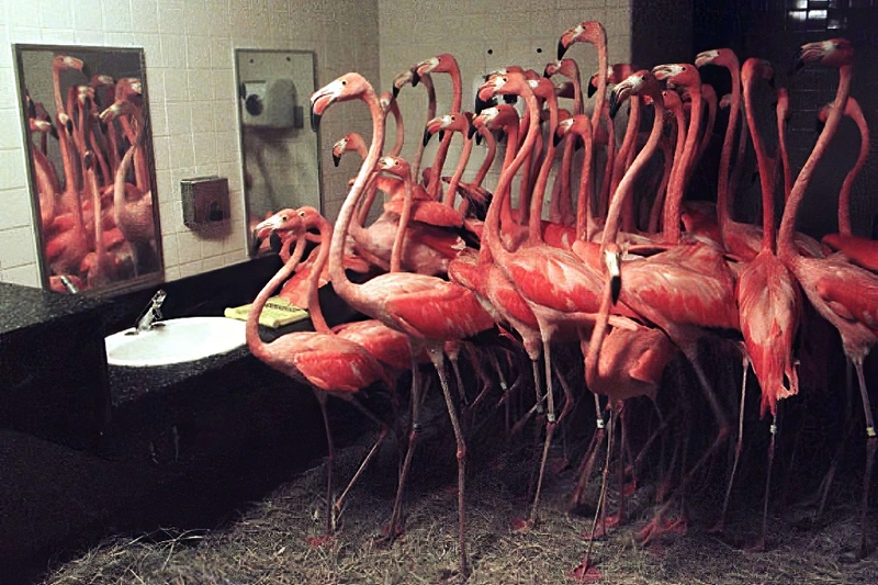 Miami Zoo Flamingo Shelter