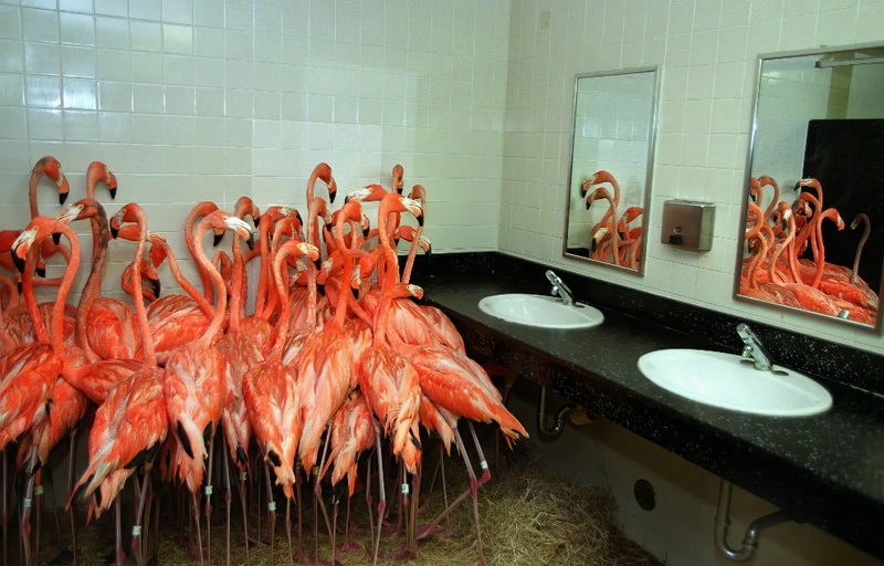 Miami Zoo’s Administration Decided To Keep The Zoo’s Flamingos In A Bathroom To Protect Them From A Hurricane