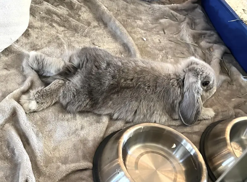 Pet Splooting