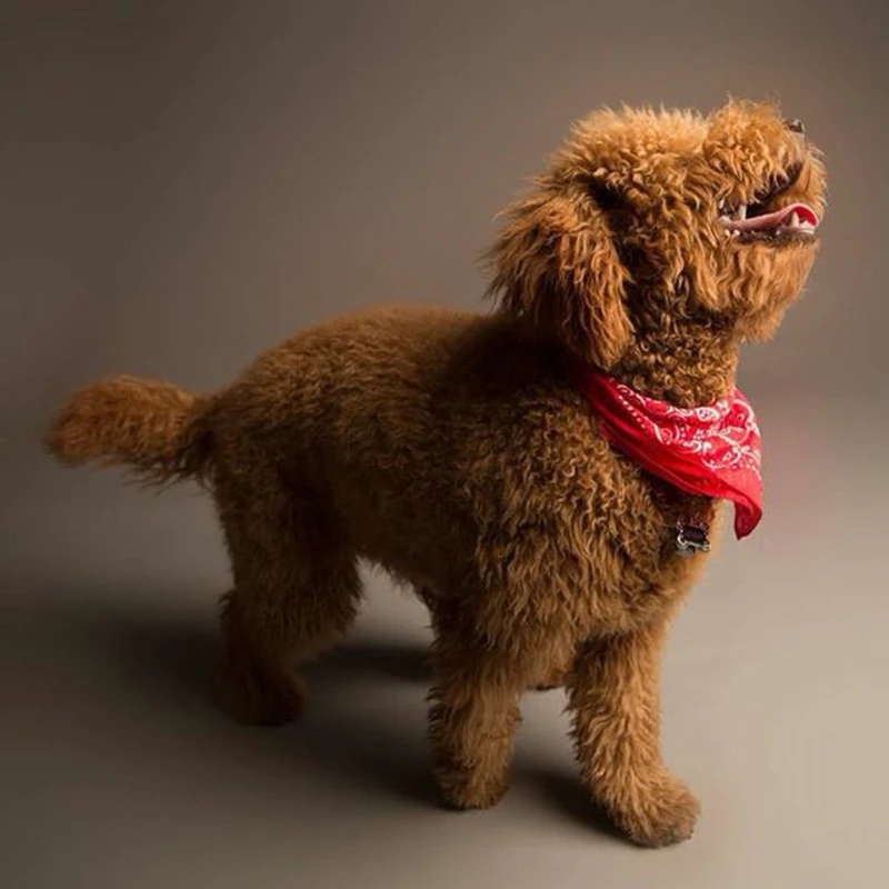 Playful pup snapshots