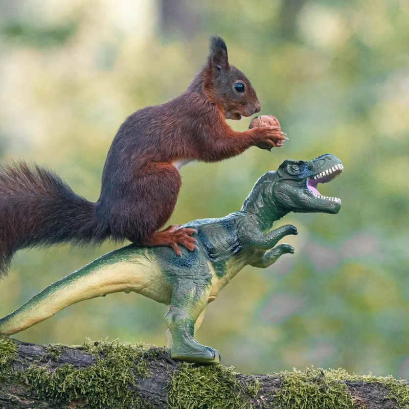 Playful wildlife moments