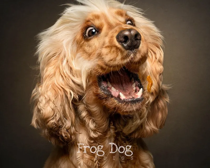 Precious dog moments