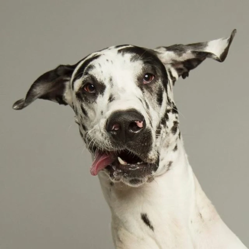 Quirky dog portrait collection