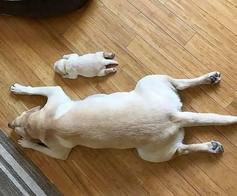 Sploot Animals