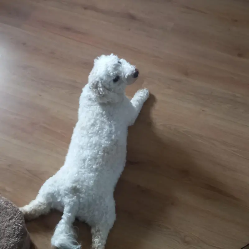 Sploot Movement