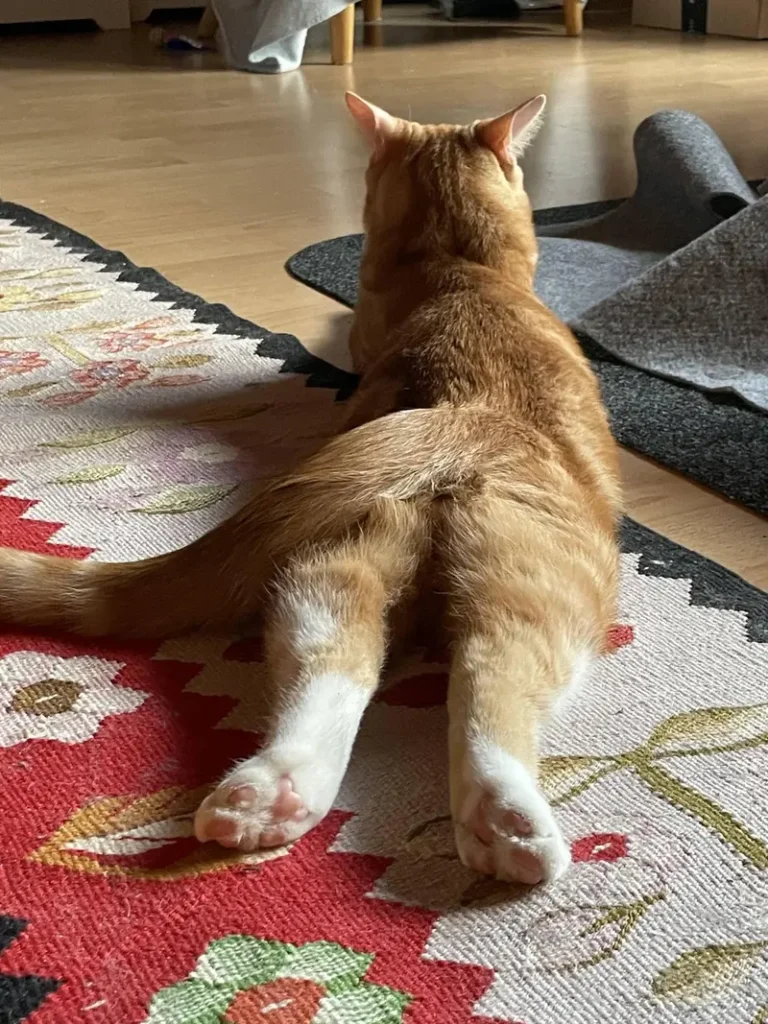 Sploot Photography