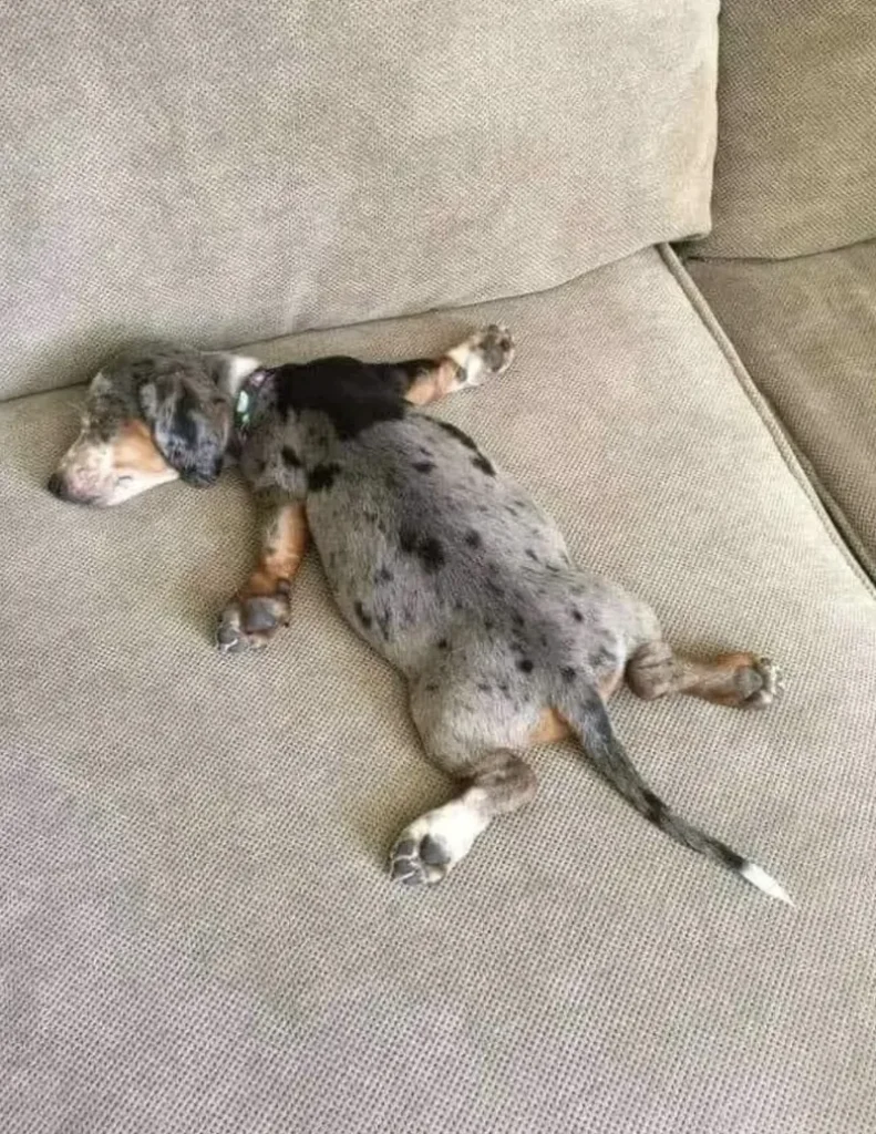 Sploot Relaxation