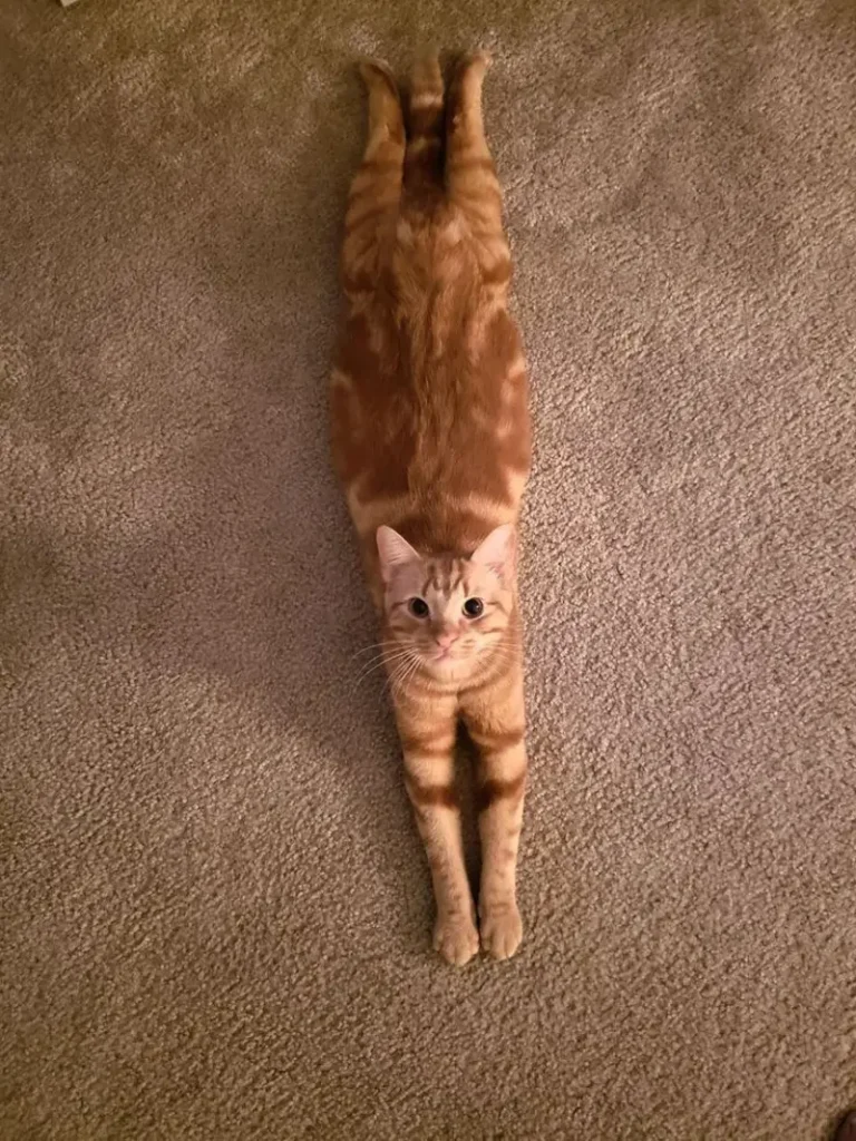 Sploot Technique
