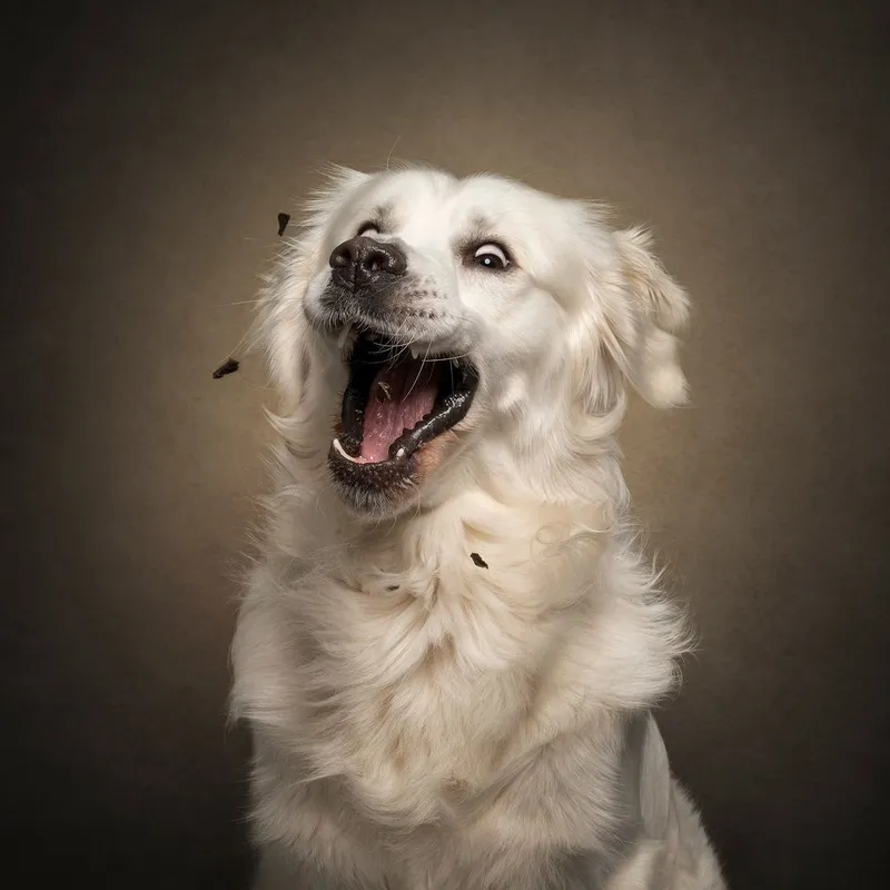 Sweet doggy portraits