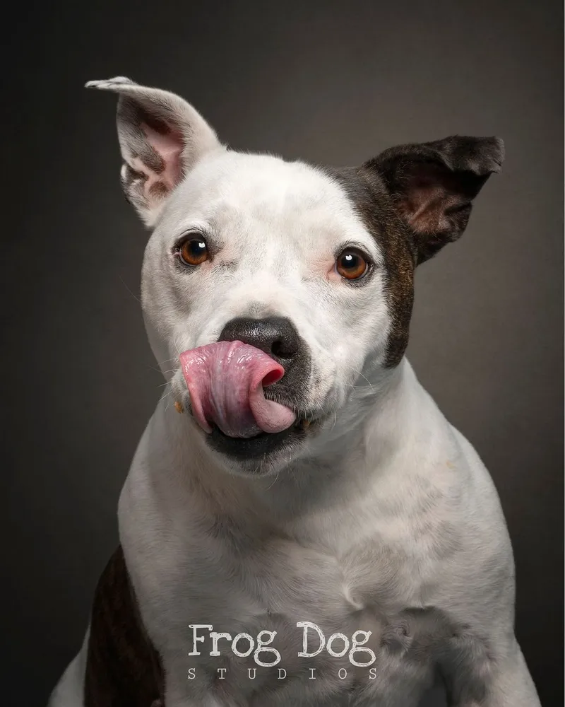 Tender canine captures