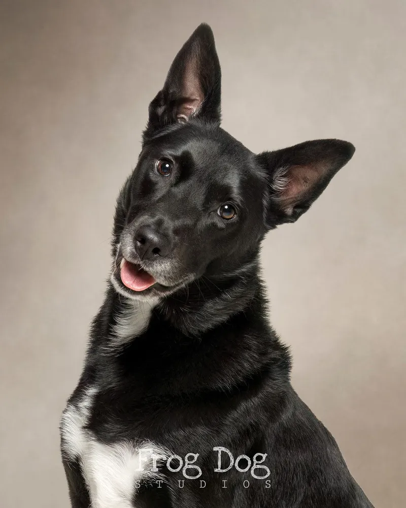 Touching senior dog images