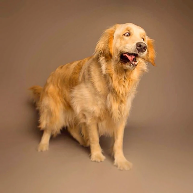 Whimsical doggy photos