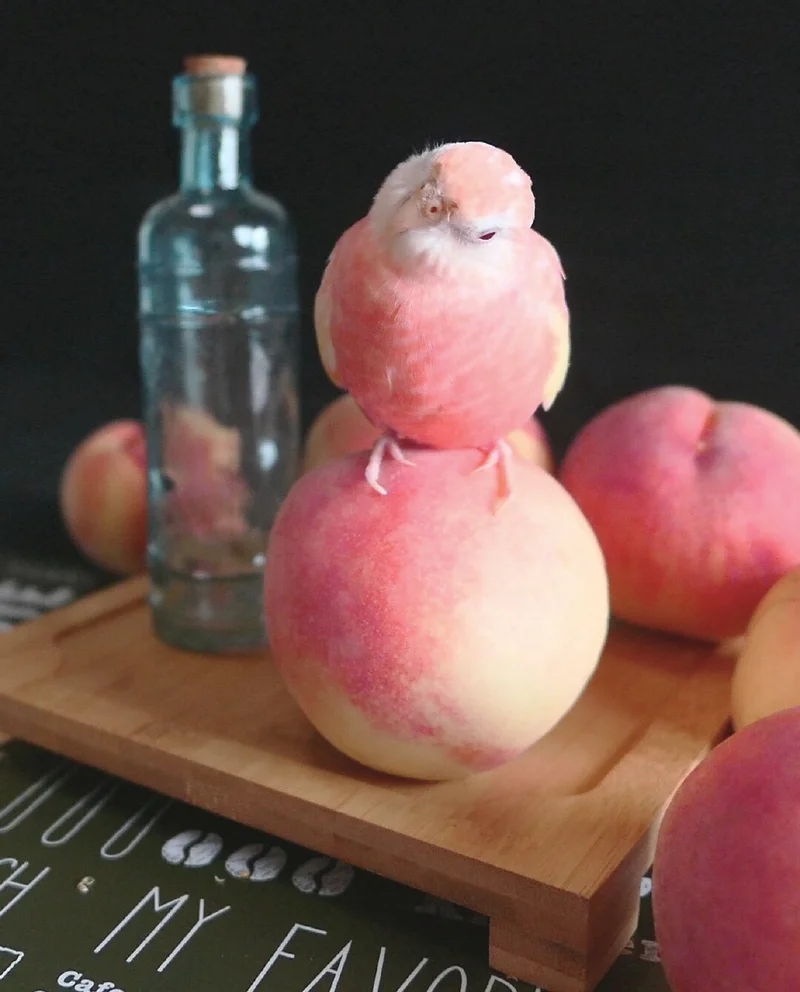 15 Hilarious Photos Of Animals In Which They Look Like Food