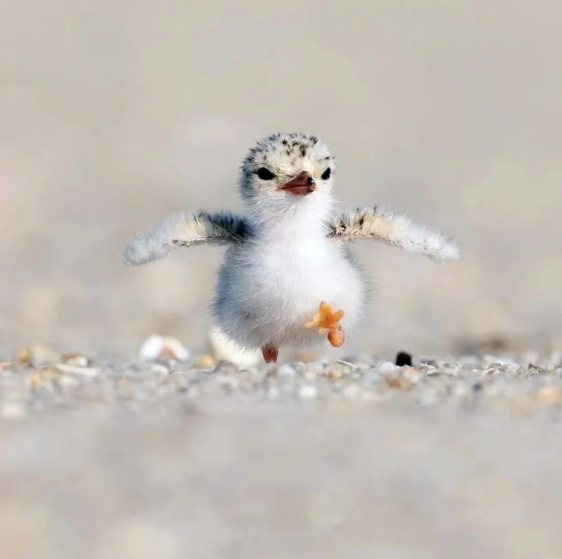 15 Pictures Of Adorable Animals Will Bring A Smile To Your Face