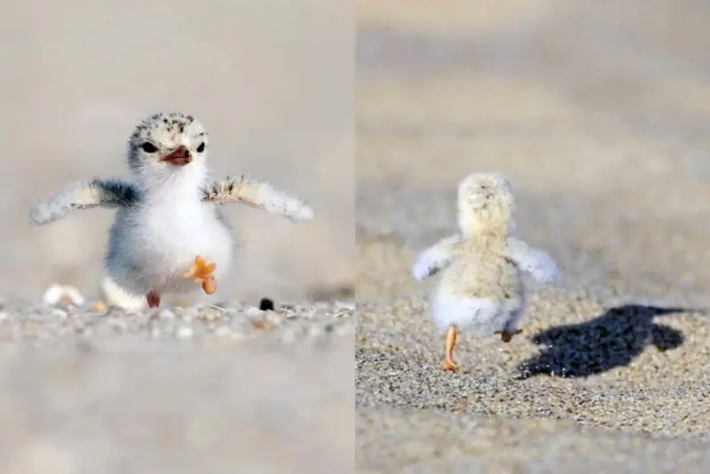 A Baby Seagull Walks Proudly