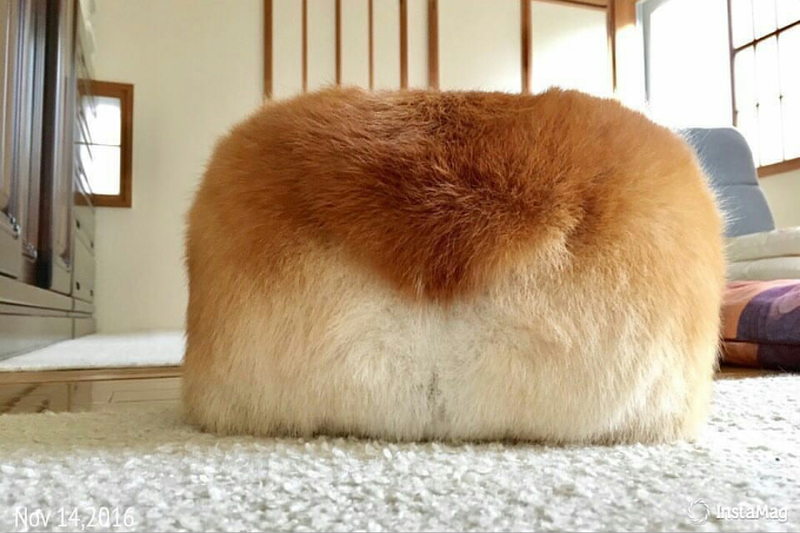 A Fluffy Loaf of Bread
