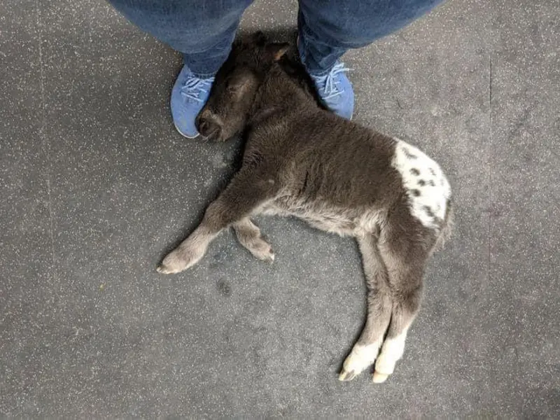 A Lazy Baby Horse