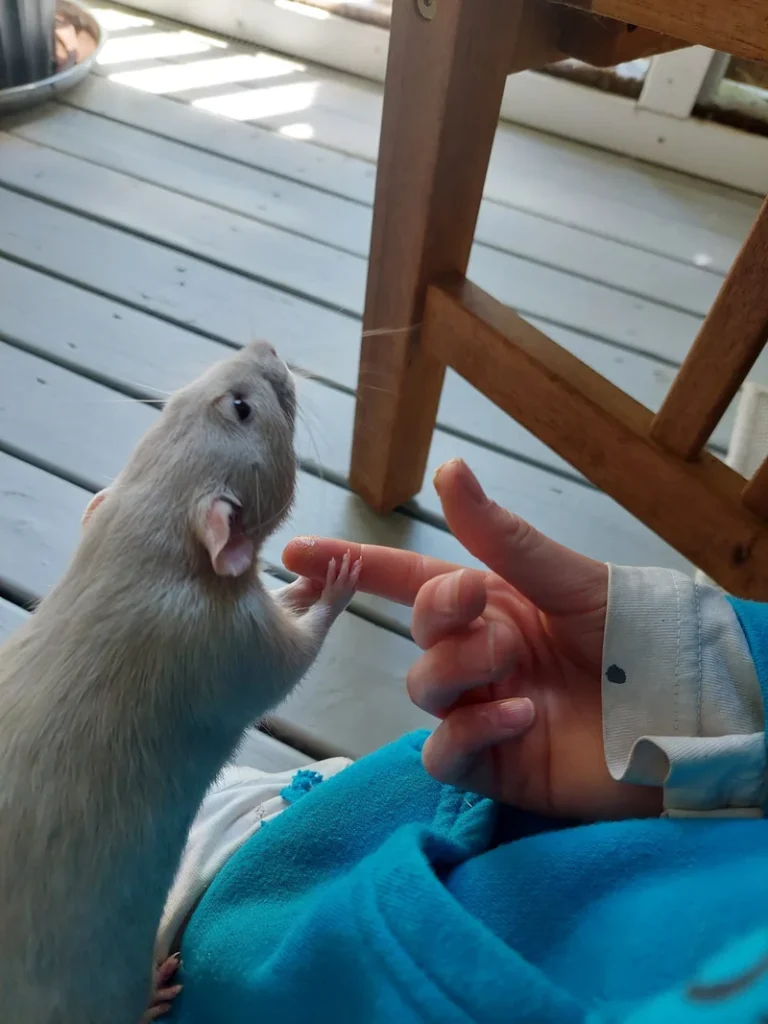 A Nervous Rat Holds His Little Guardian's Hand to Calm Down Himself
