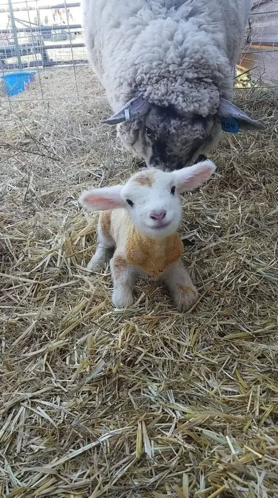 A Newly Born Lamb Cutie