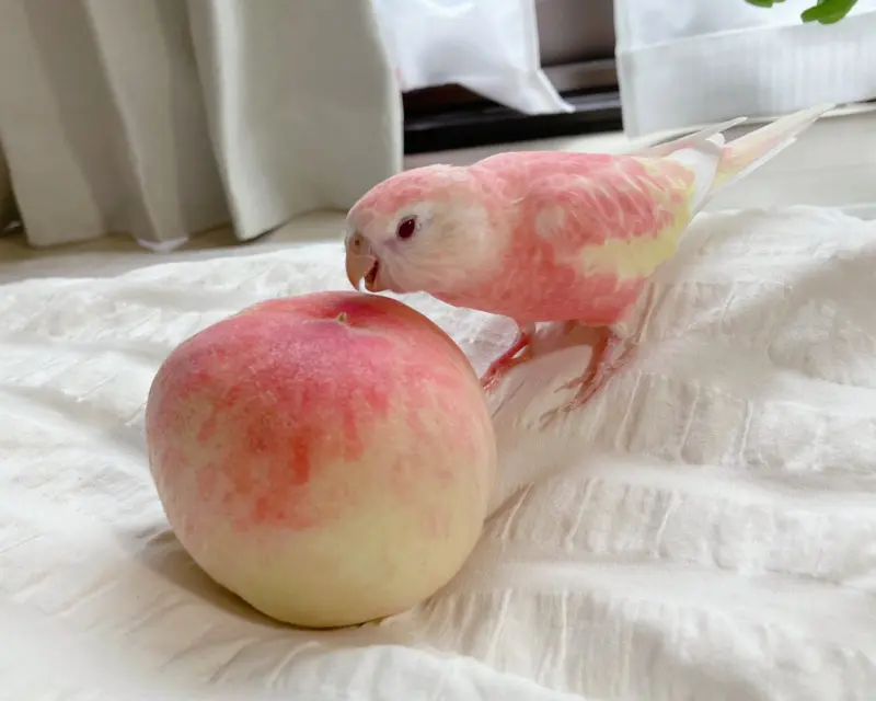 How Similar Are These Two?