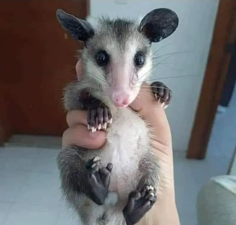 Ignore Problems Just Like the Way Opossums Ignore Snake Venom